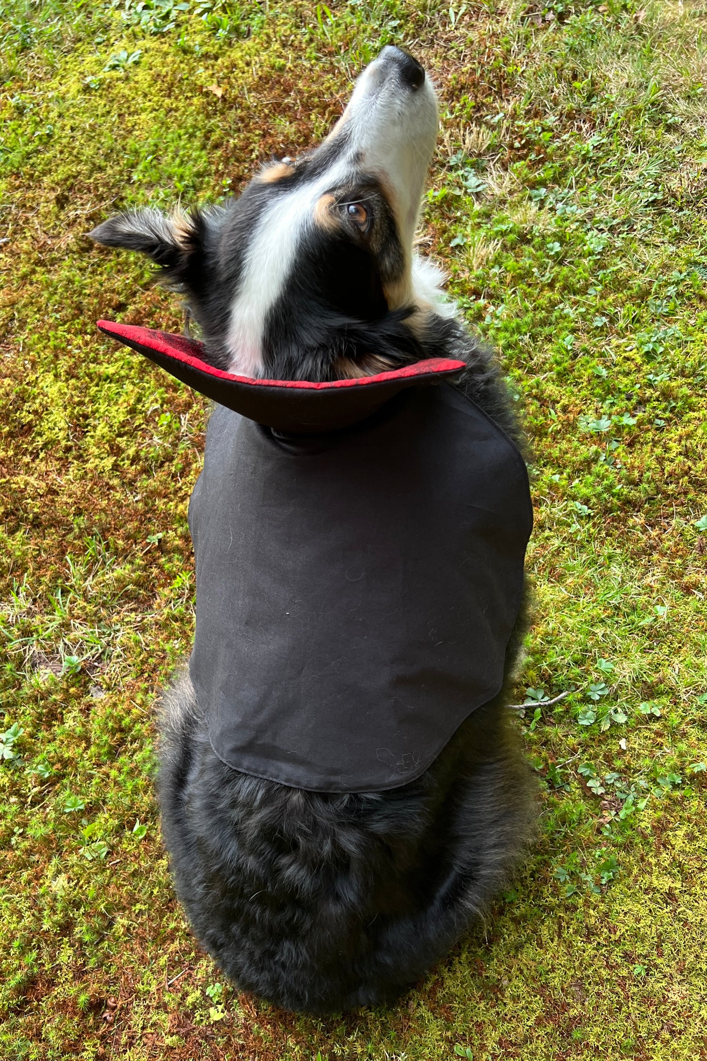 Flashy Witchy Costume for Dogs